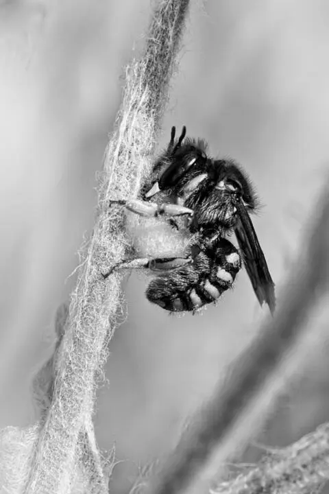 abeille noir et blanc