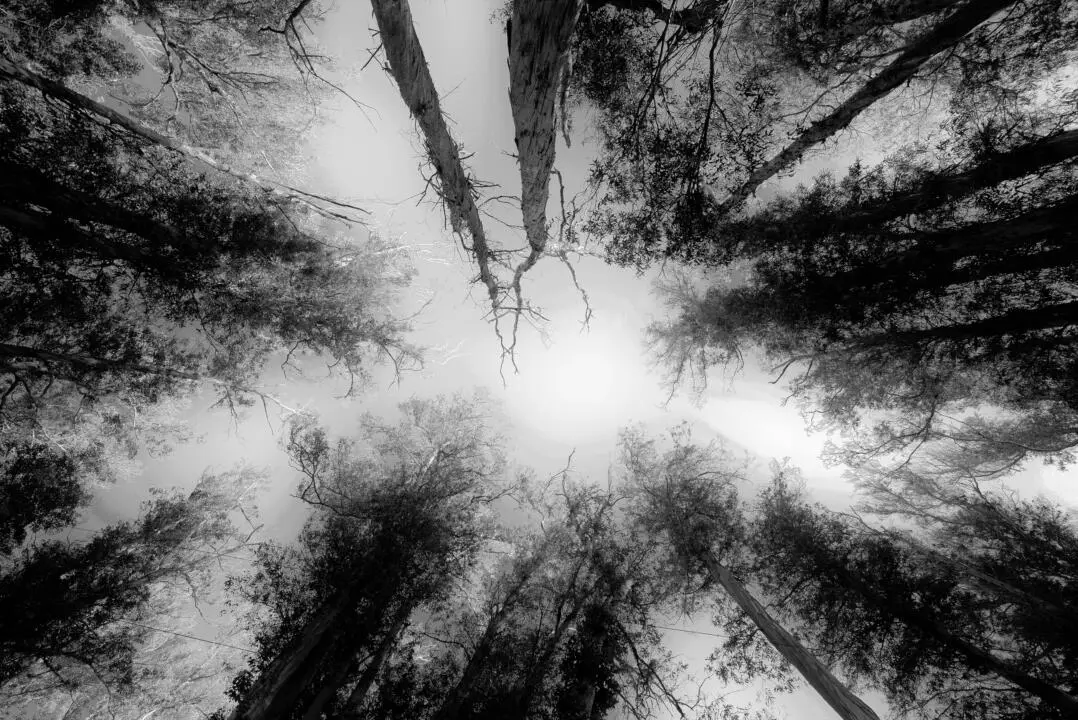 forêt brumeuse tourné en noir et blanc