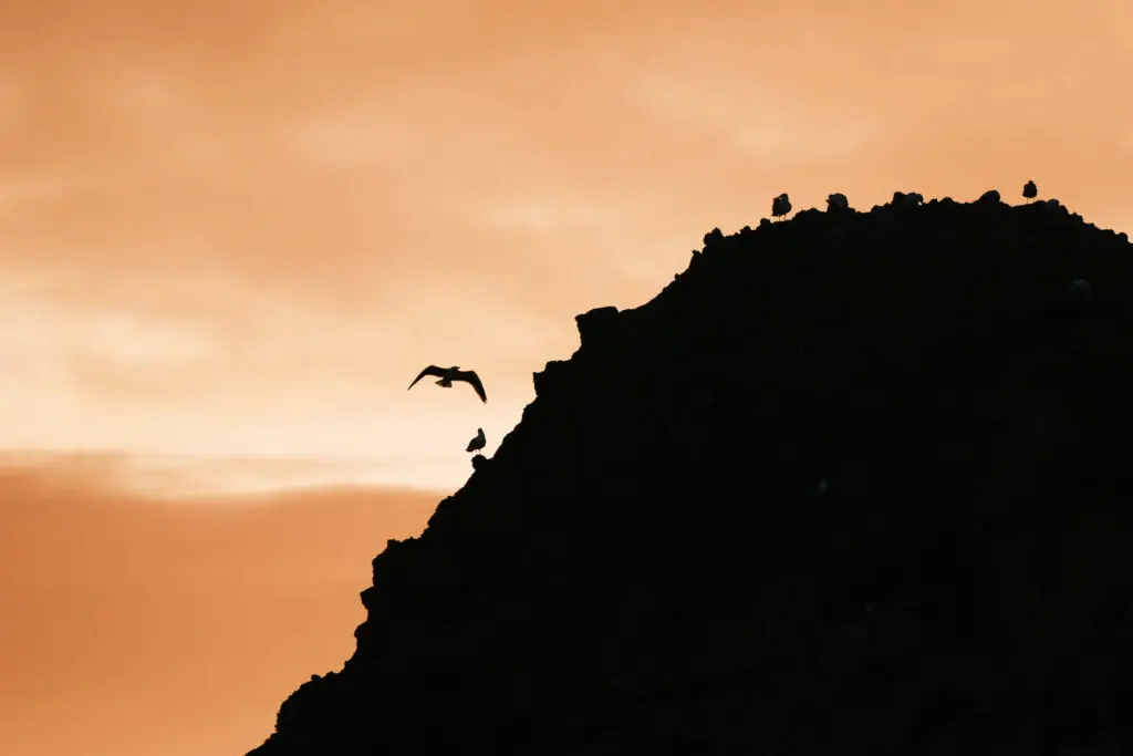 Mouette vole depuis un gros rocher, rétro-éclairé par le soleil levant